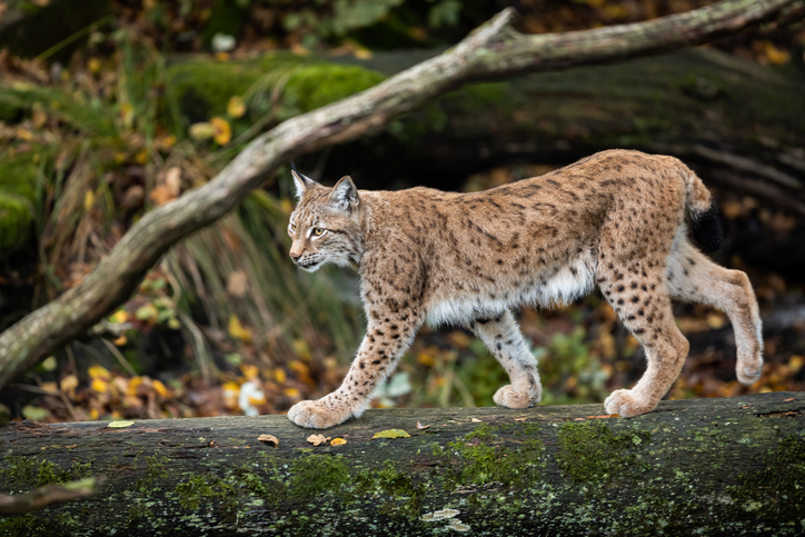 Un lynx