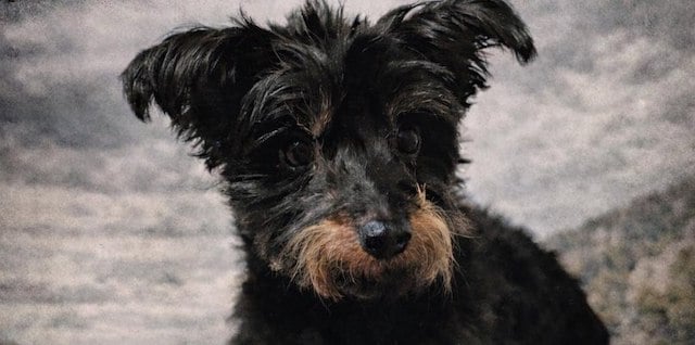 Pepe, le caniche tu&eacute; apr&egrave;s avoir &eacute;t&eacute; jet&eacute; dans le vide 