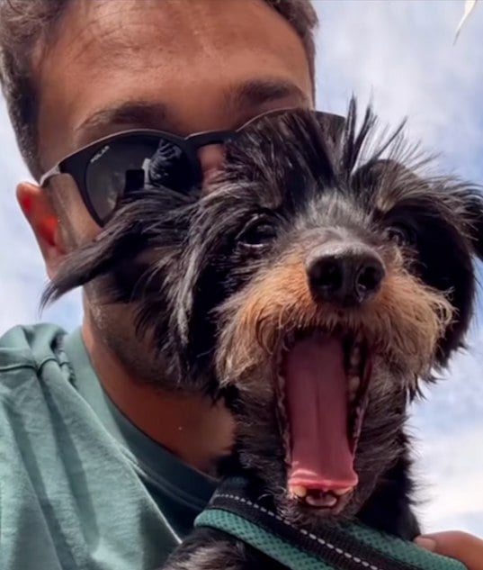 Pepe, le caniche tu&eacute; apr&egrave;s avoir &eacute;t&eacute; jet&eacute; dans le vide 