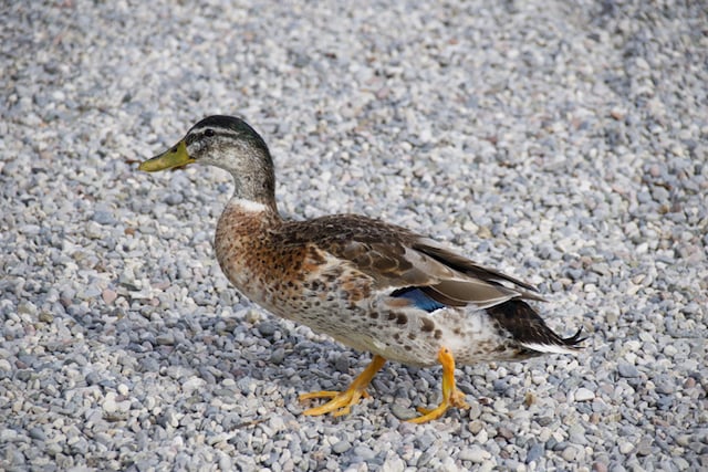 Un canard dans la nature