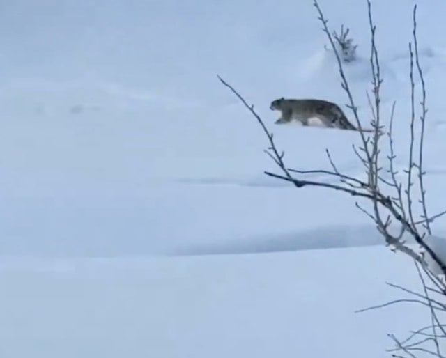 Capture d'&eacute;cran X