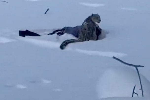 Capture d'&eacute;cran X