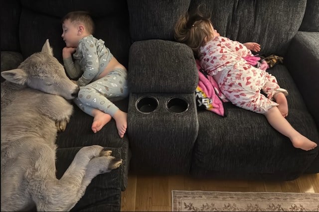 Photo montrant le veau blotti contre les enfants