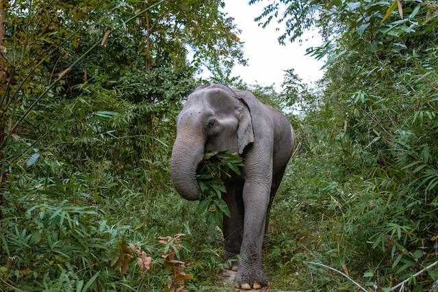 Un &eacute;l&eacute;phant d'Asie en Tha&iuml;lande 