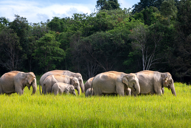 Un troupeau d'&eacute;l&eacute;phants sauvages en Tha&iuml;lande