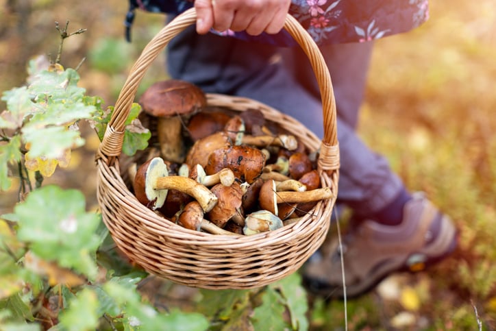 Un panier rempli de champignons