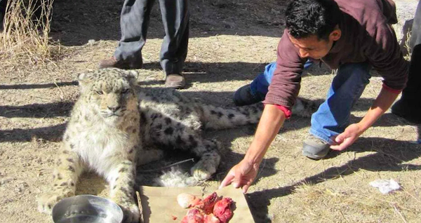 Khenrab Phuntsog avec un l&eacute;opard des neiges
