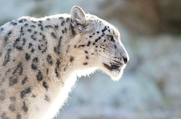 Khenrab Phuntsog avec un l&eacute;opard des neiges