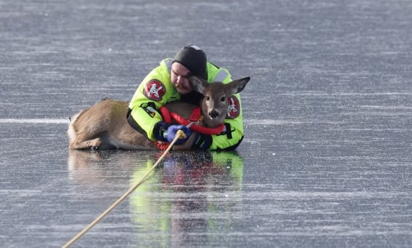 Capture d'&eacute;cran montrant le sauvetage