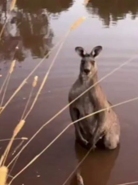 Le kangourou qui a attaqu&eacute; le retrait&eacute; australien 