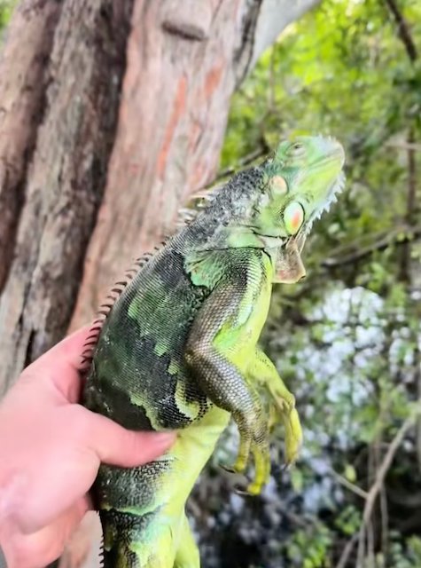 Capture d'&eacute;cran TikTok