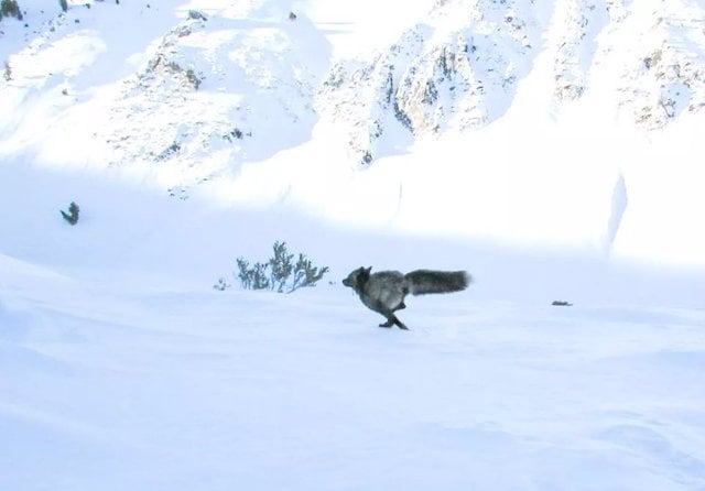 Le sp&eacute;cimen photographi&eacute; 