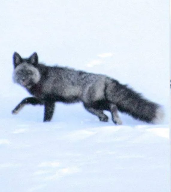 Le sp&eacute;cimen photographi&eacute; 