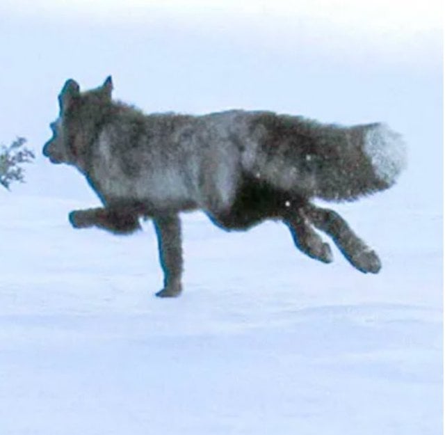 Le sp&eacute;cimen photographi&eacute; 