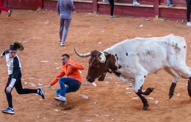 Des spectateurs participent &agrave; la course de taureaux du &laquo; Carnaval del Toro &raquo; en 2023