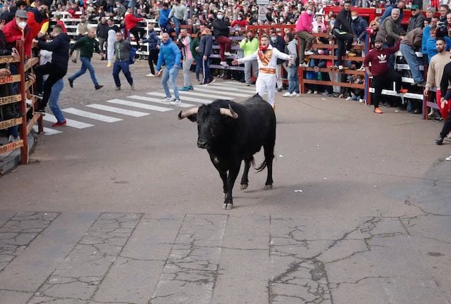 Une course de taureaux sur la Plaza Mayor de Ciudad Rodrigo &agrave; Salamanque, en Espagne, en f&eacute;vrier 2022