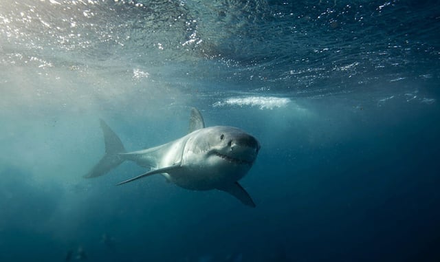 Grand requin blanc 