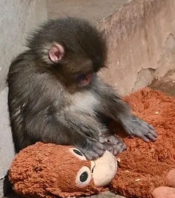 Capture d'&eacute;cran montrant le b&eacute;b&eacute; singe avec sa peluche 