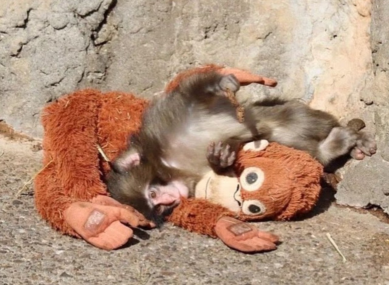 Capture d'&eacute;cran montrant le b&eacute;b&eacute; singe avec sa peluche 