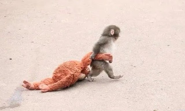 Capture d'&eacute;cran montrant le b&eacute;b&eacute; singe avec sa peluche 