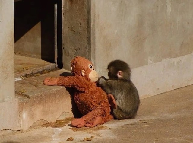 Capture d'&eacute;cran montrant le b&eacute;b&eacute; singe avec sa peluche 