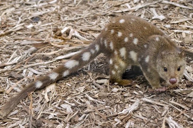Chat marsupial du Nord