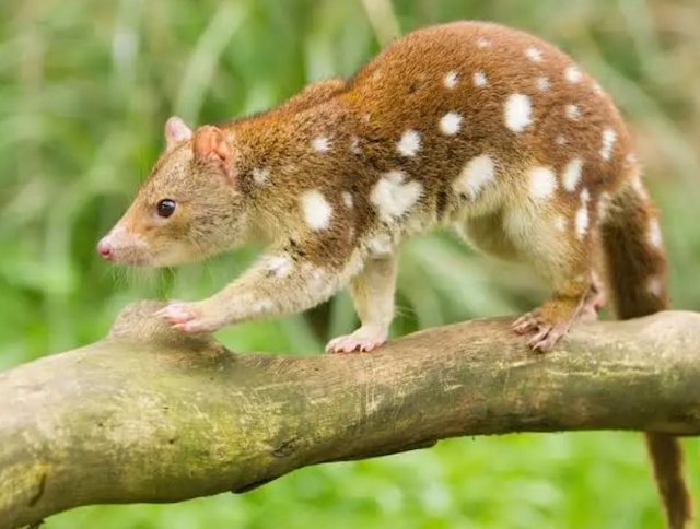 Chat marsupial du Nord