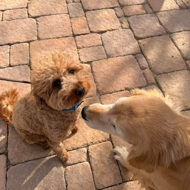 JetBlue &agrave; droite