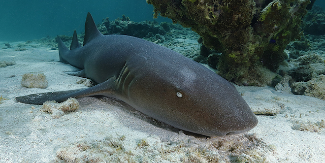 Un requin dormeur de l'Atlantique