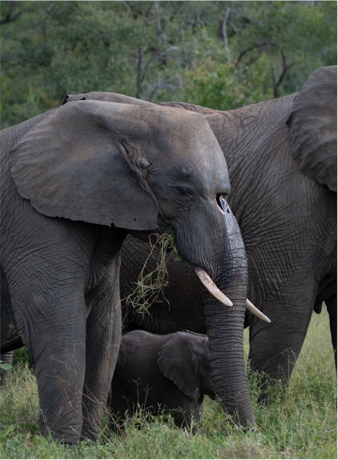 L'&eacute;l&eacute;phant avec le trou dans la t&ecirc;te