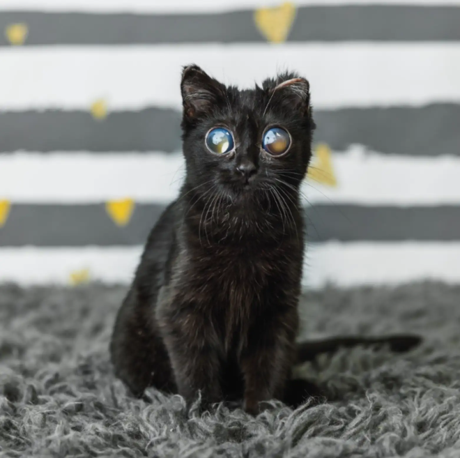 Le chaton aux grands yeux