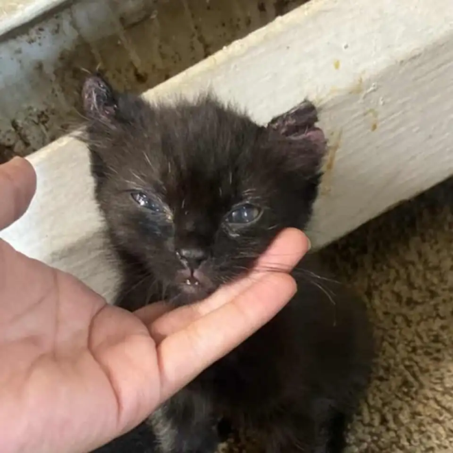 Le chaton &agrave; son arriv&eacute;e au refuge
