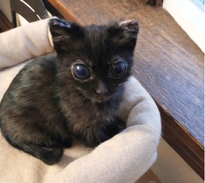 Le chaton aux grands yeux