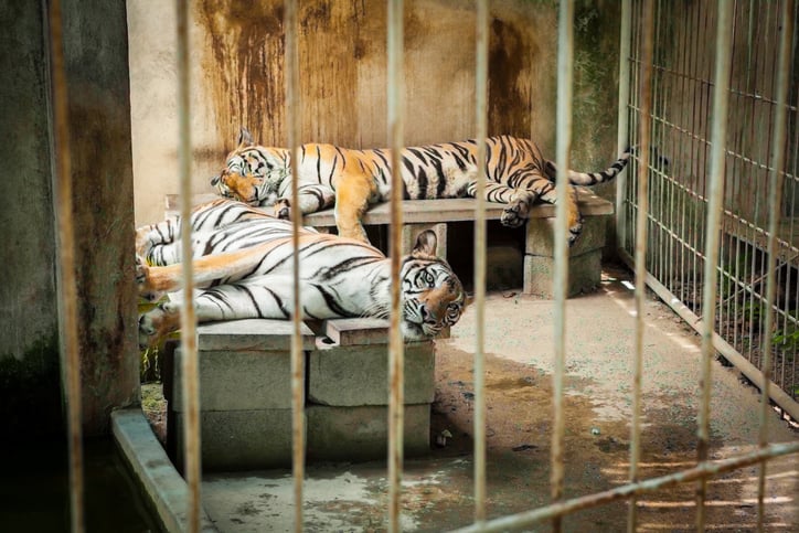 Des tigres en cage