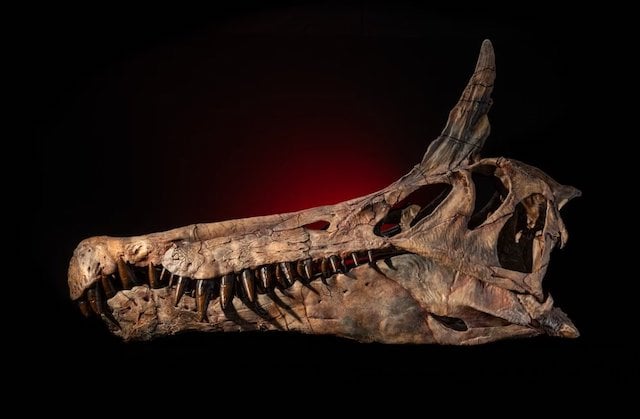 Cr&acirc;ne de Spinosaurus mirabilis