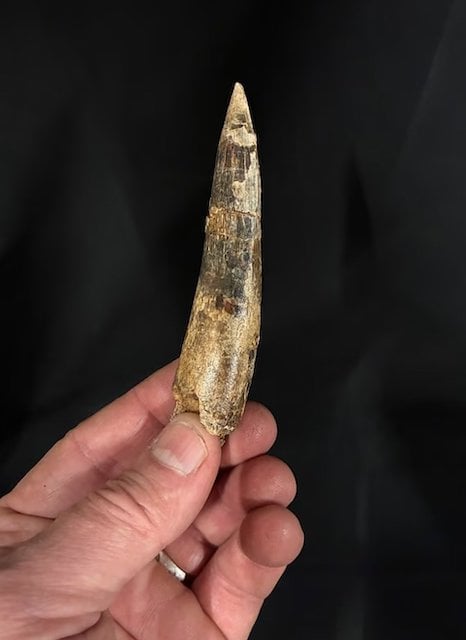 Dent de Spinosaurus mirabilis