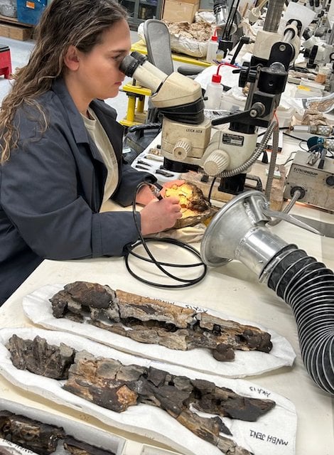 Une pr&eacute;paratrice de fossiles en train de nettoyer le fossile de Spinosaurus mirabilis au sein du laboratoire de l'Universit&eacute; de Chicago