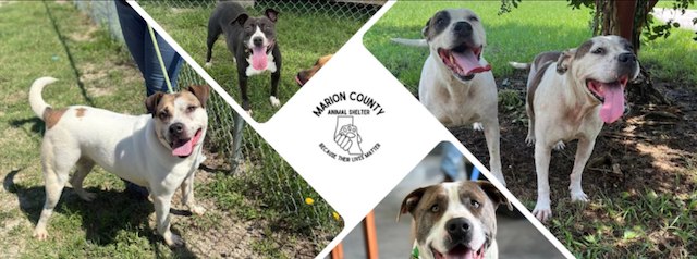 Marion County SC Animal Shelter