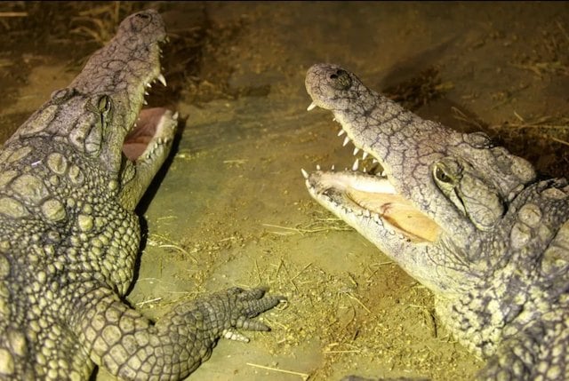 Deux crocodiles dans un enclos