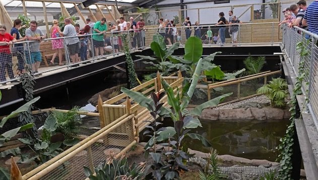 La serre tropicale au  zoo Johnsons of Old Hurst