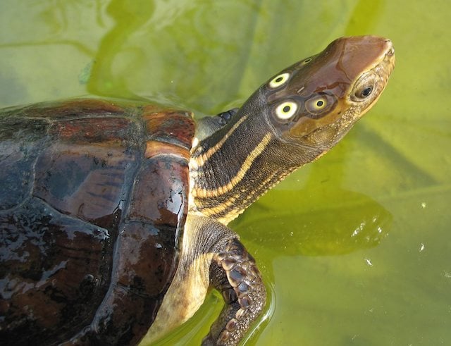 Une tortue &agrave; quatre yeux