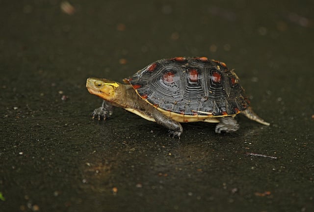 Une tortue-bo&icirc;te &agrave; front jaune