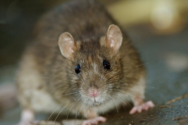 Gros plan sur un rat