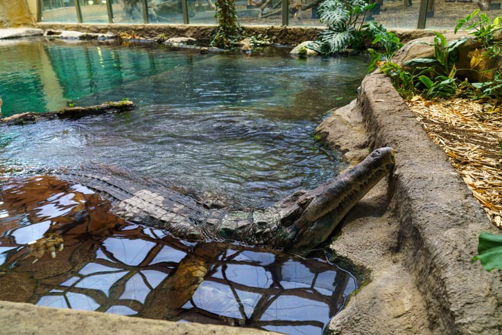 Des crocodiles au zoo