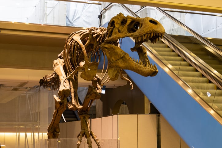 Le squelette d'un Tyrannosaurus rex
