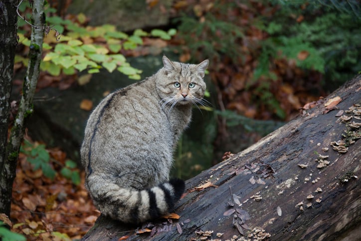 Un chat sauvage europ&eacute;en