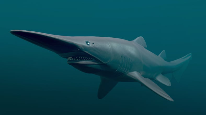 Un requin-lutin