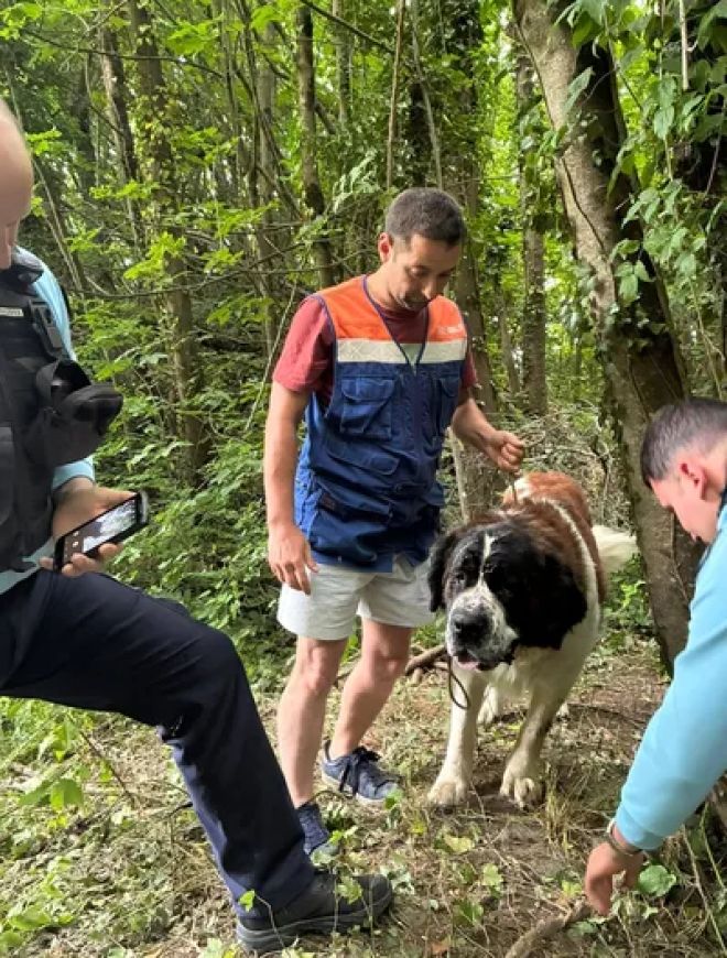 Le chien abandonn&eacute;