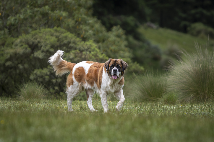 Un Saint-Bernard