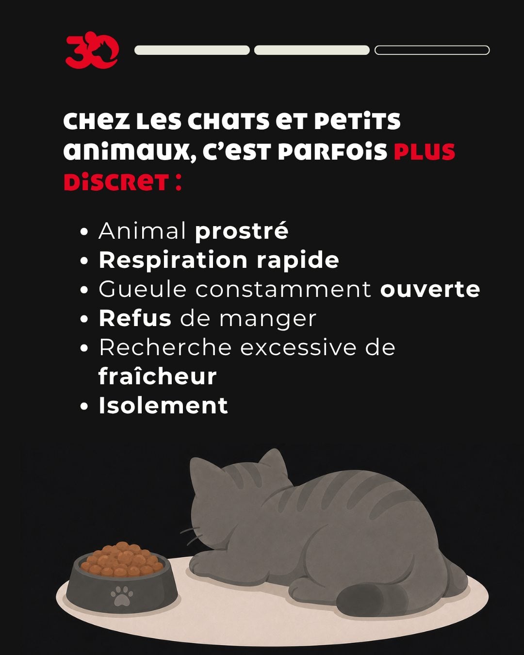 Les signes d'un coup de chaleur chez le chat